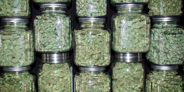 Top THCA Strains & Their Effects