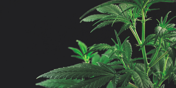 Is THCA Flower Natural? Unveiling the Truth Behind THCA Hemp Flower