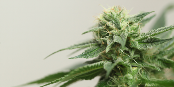 THCV Vs THC: What Sets These Cannabinoids Apart?