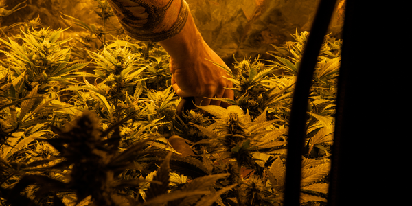Pink Runtz Strain