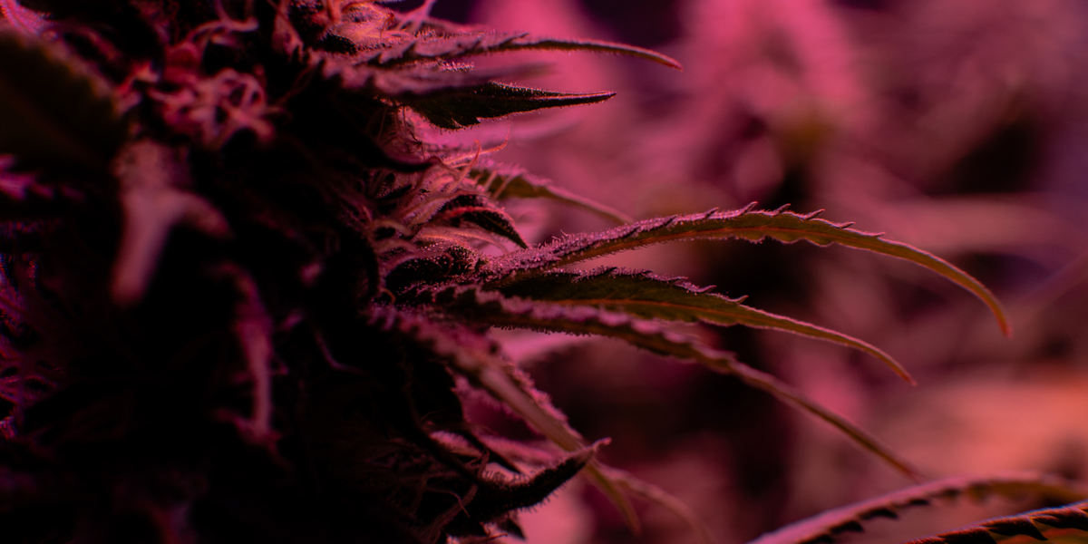 Alien OG Strain - Gold Canna | Gold Canna