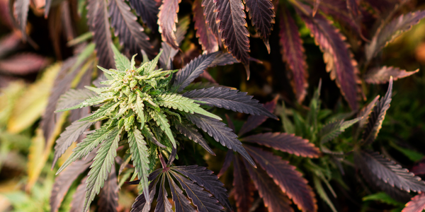 Runtz Strain