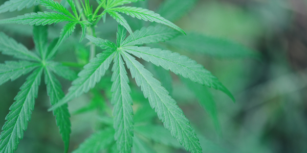 CBC vs CBD: How Do These Cannabinoids Differ?