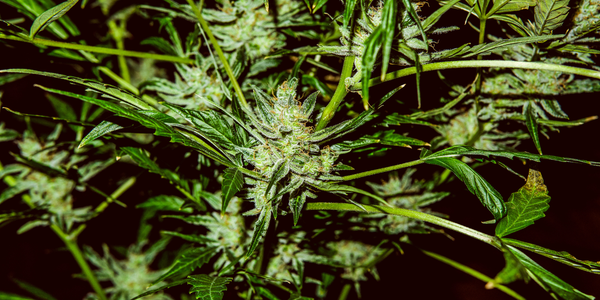 CBG Compounds In Female Cannabis