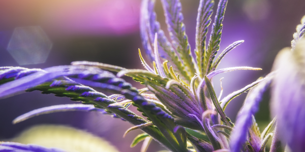 Indica Vs Sativa Vs Hybrid