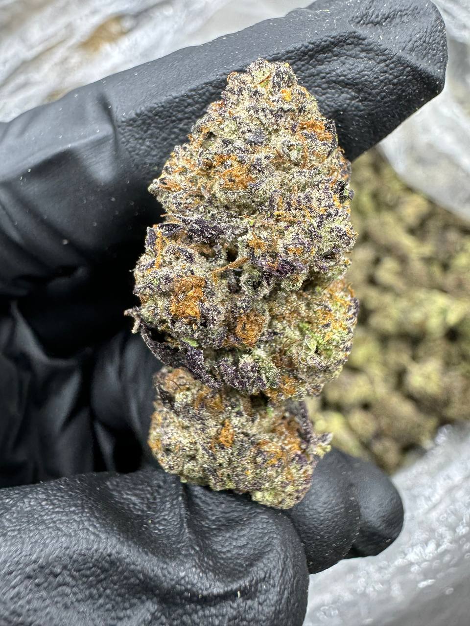 Gaz Money - THCA BULK FLOWER - AA INDOOR