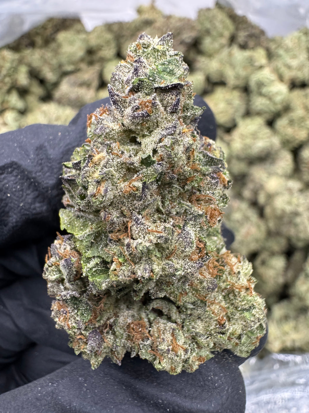 Birthday Cake - THCA BULK FLOWER - AA INDOOR