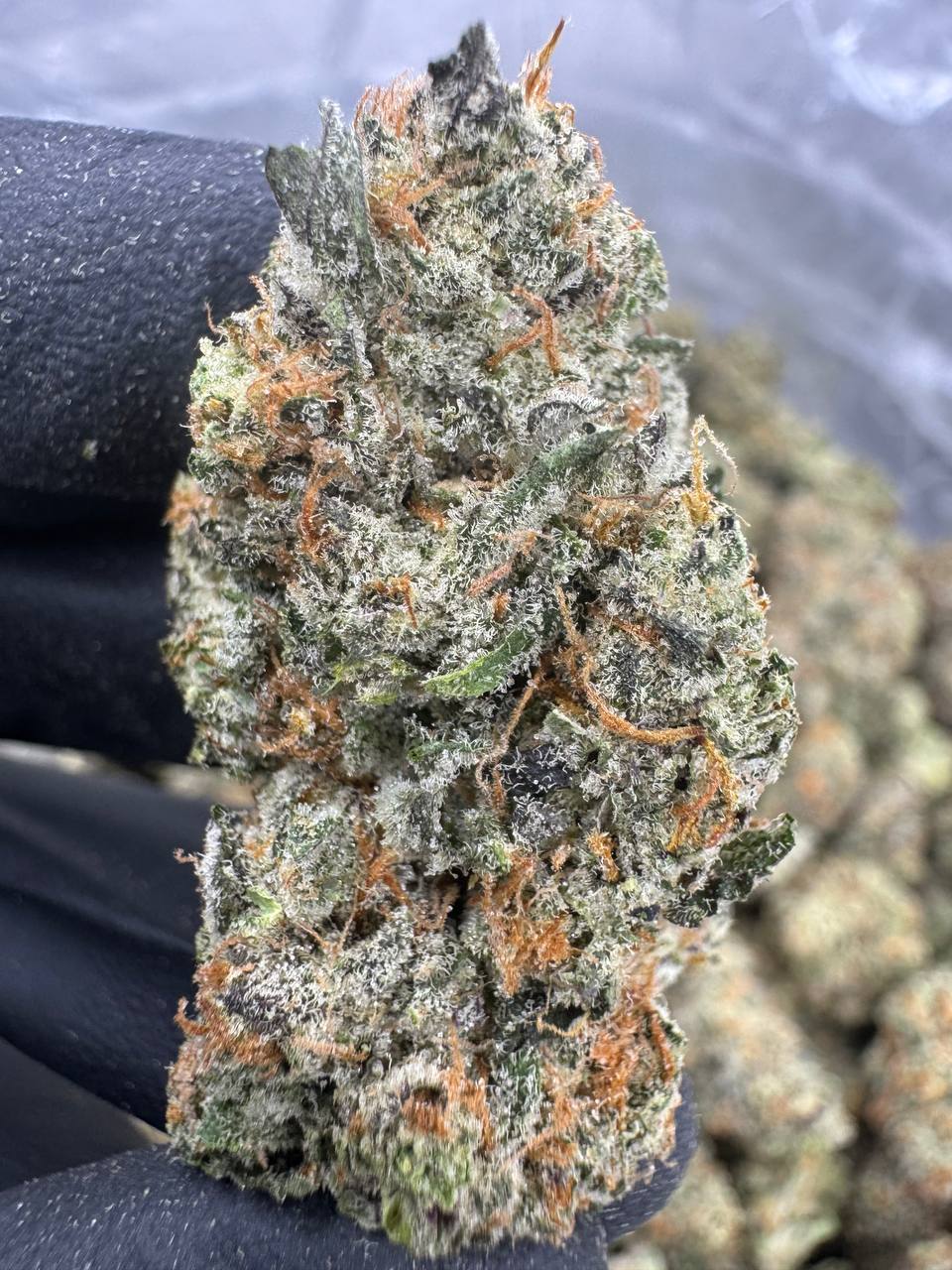 Black Amber - THCA BULK FLOWER - EXOTIC INDOOR