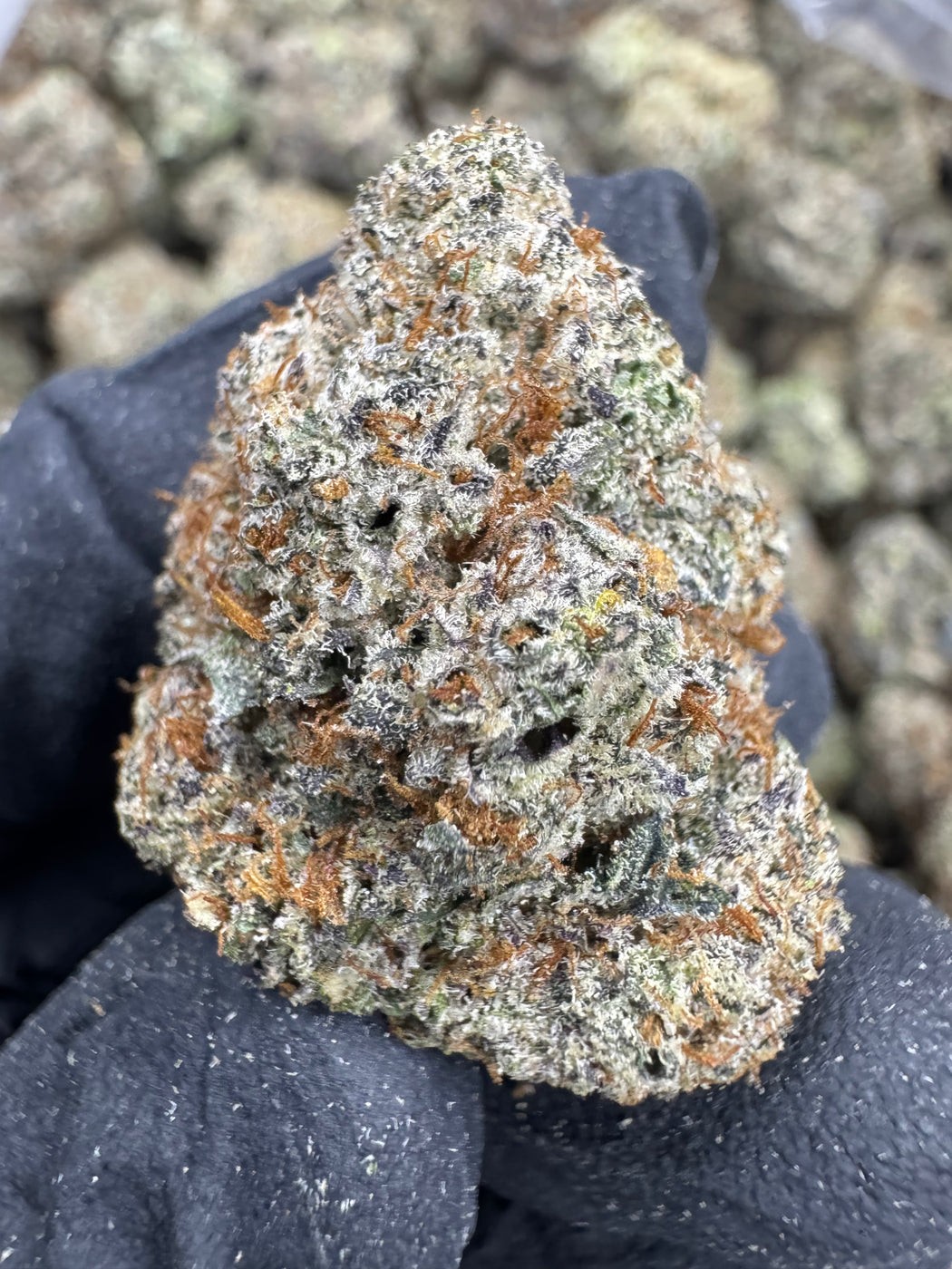 Black Ice - THCA BULK FLOWER -  AAA INDOOR