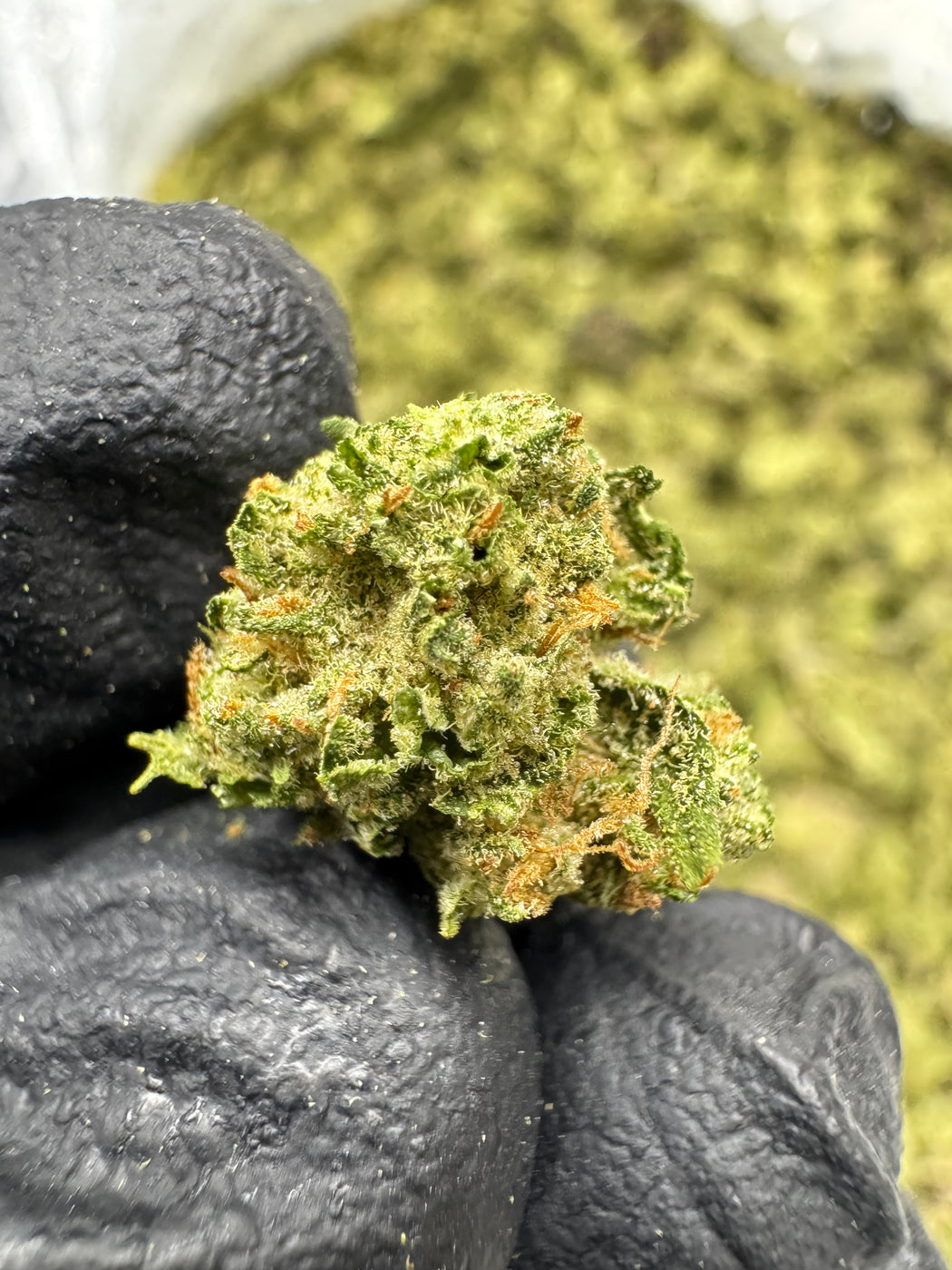 Blue Dream - Gold Nuggets - THCa Flower TOP SHELF SMALLS