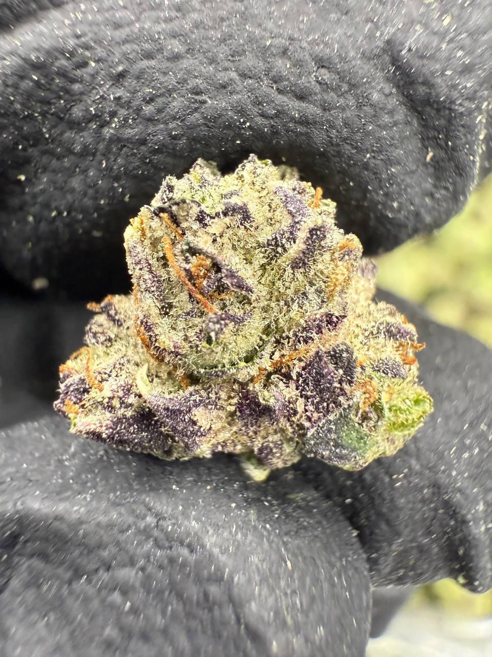 THCa Flower: Exotic Candy Gas Gold Nuggets | Gold Canna