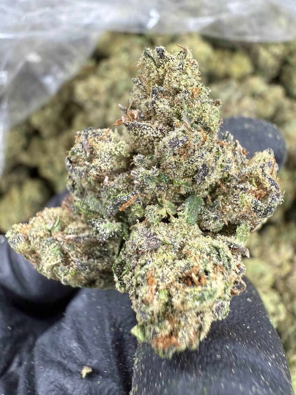 Candy Gas - THCA BULK FLOWER - AA INDOOR