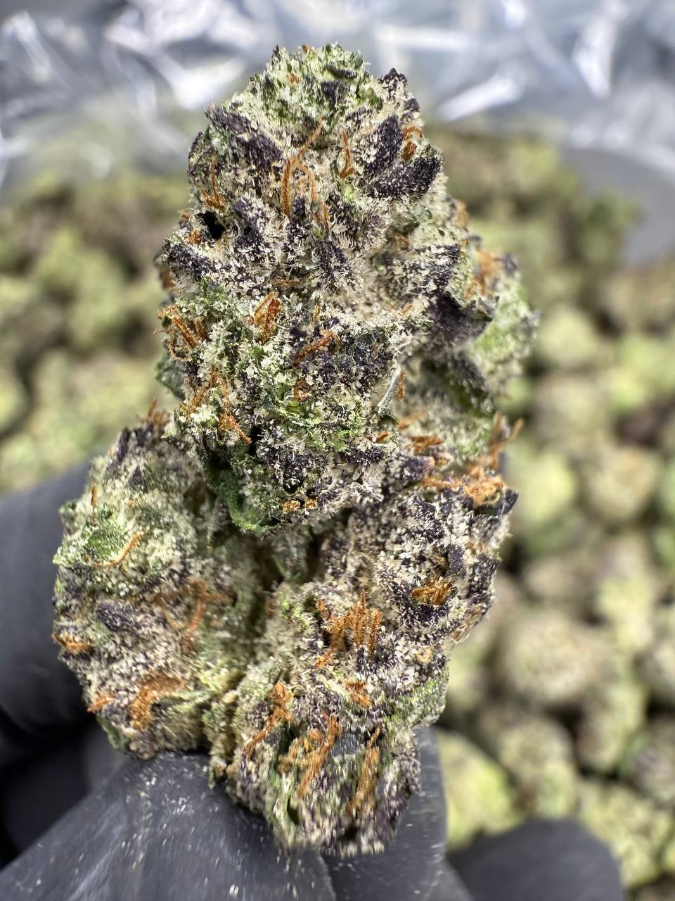 Candy Gas - THCA BULK FLOWER - EXOTIC INDOOR