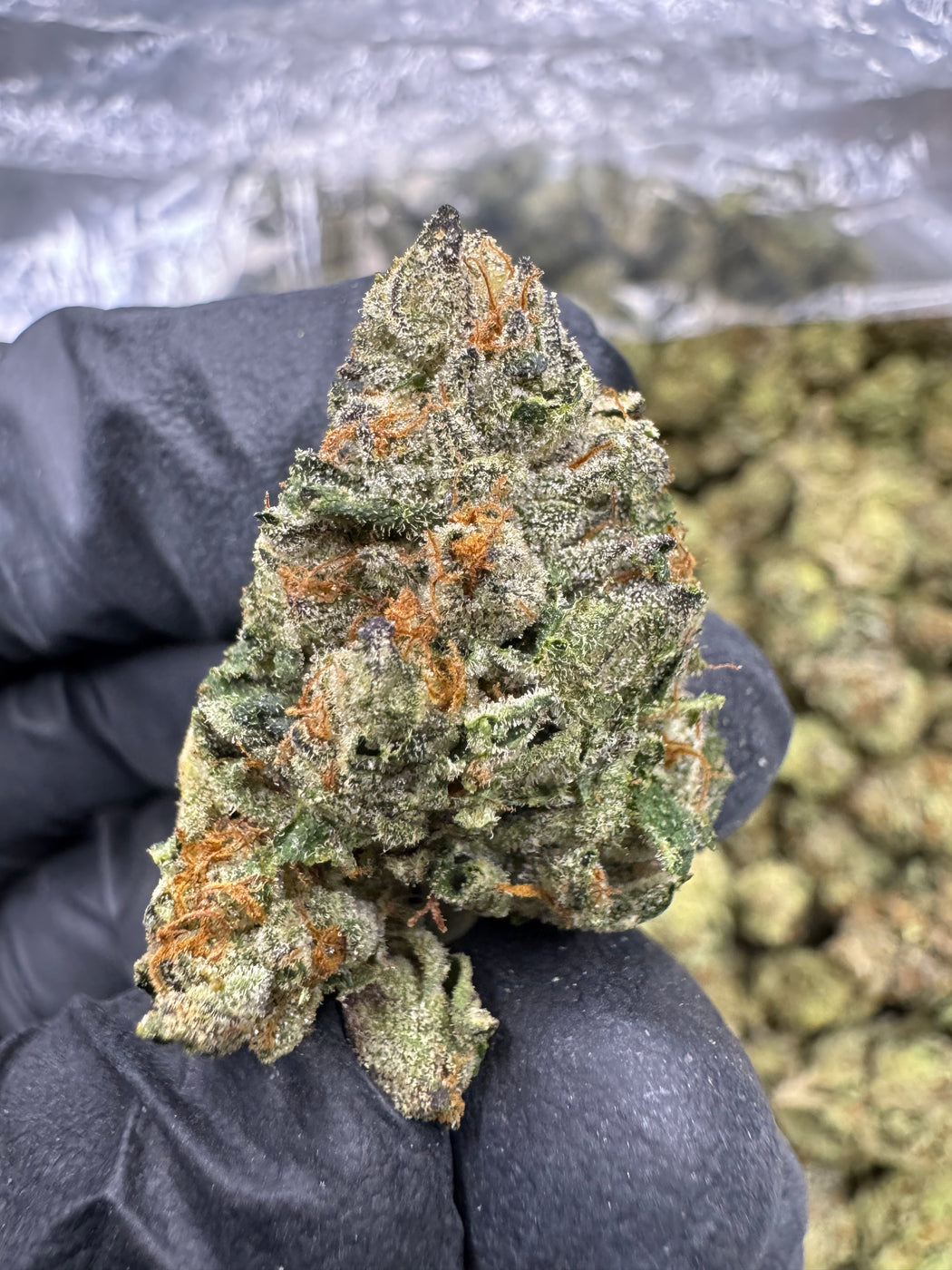 Gelato 41 - THCA BULK FLOWER - AA INDOOR