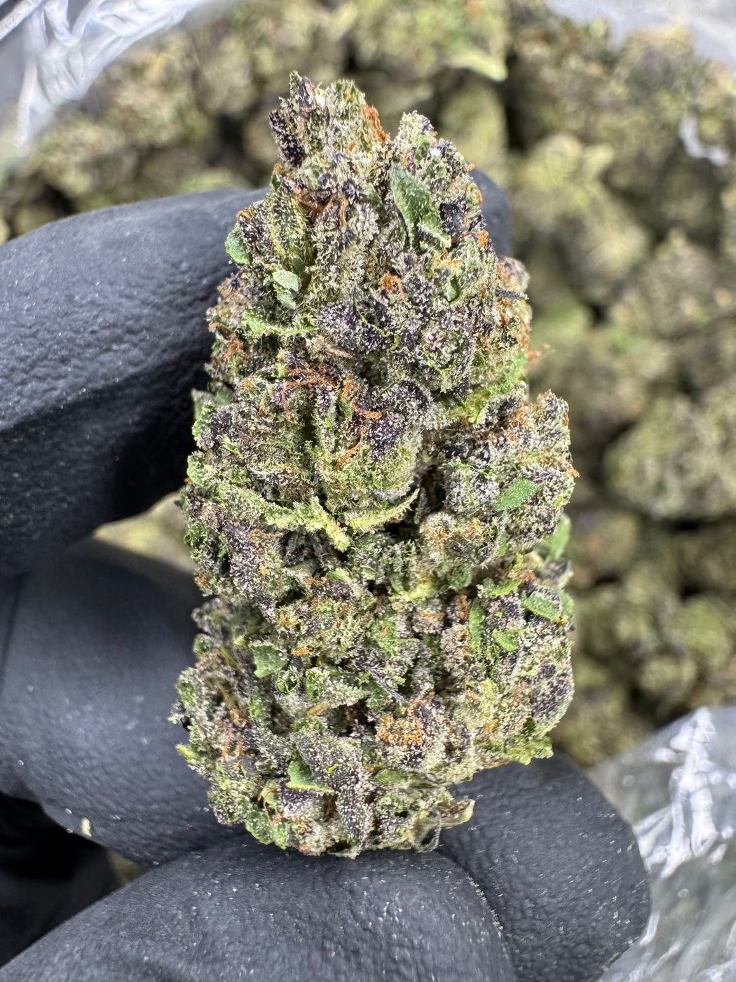 Gelato Cake - THCA FLOWER - TOP SHELF