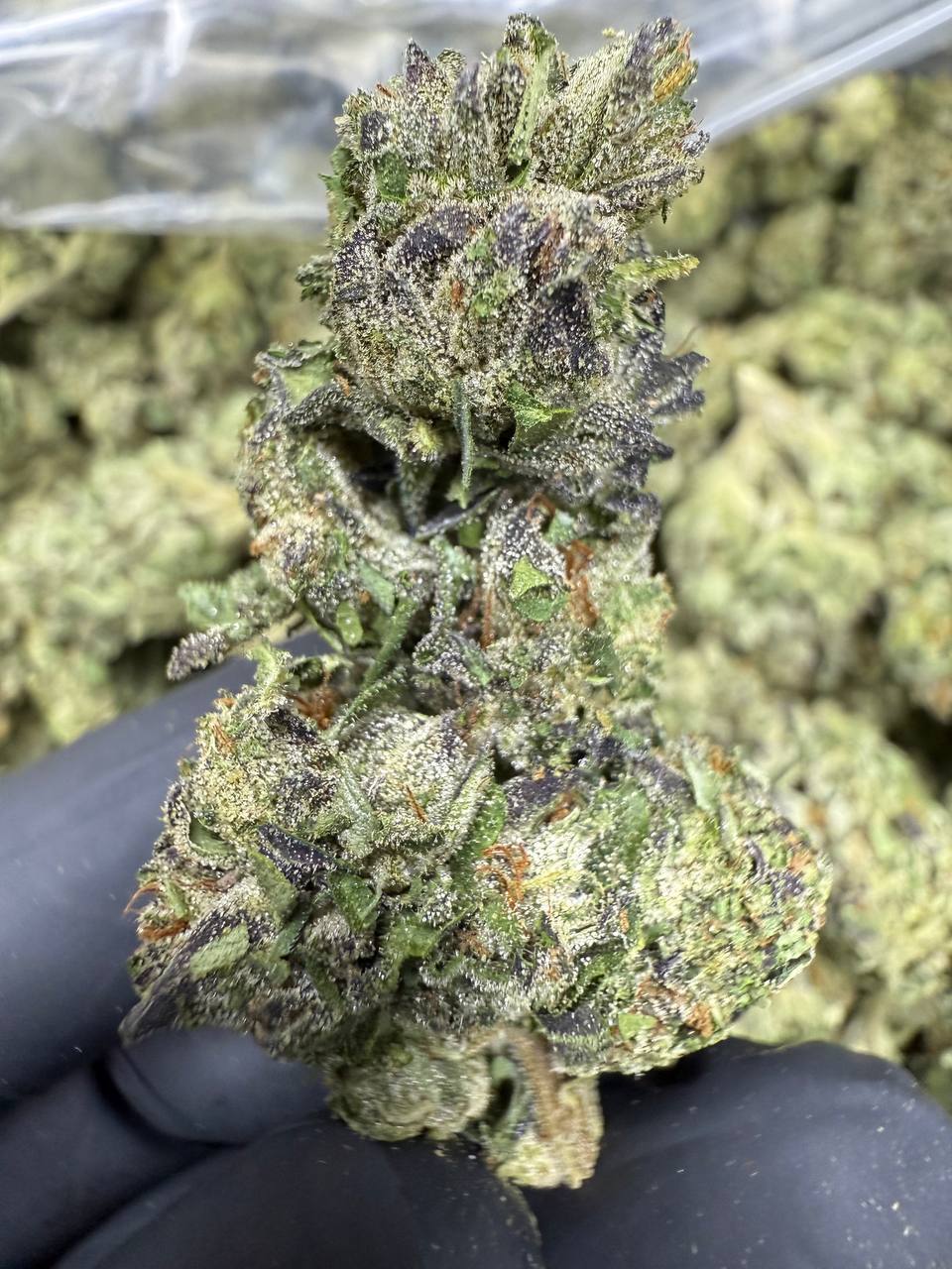 Gelato 41- THCA BULK FLOWER - TOP SHELF