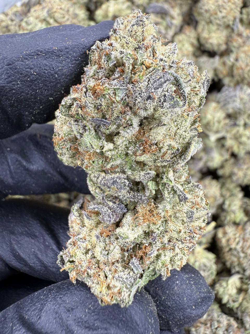 Gelato King - THCA BULK FLOWER - AA INDOOR