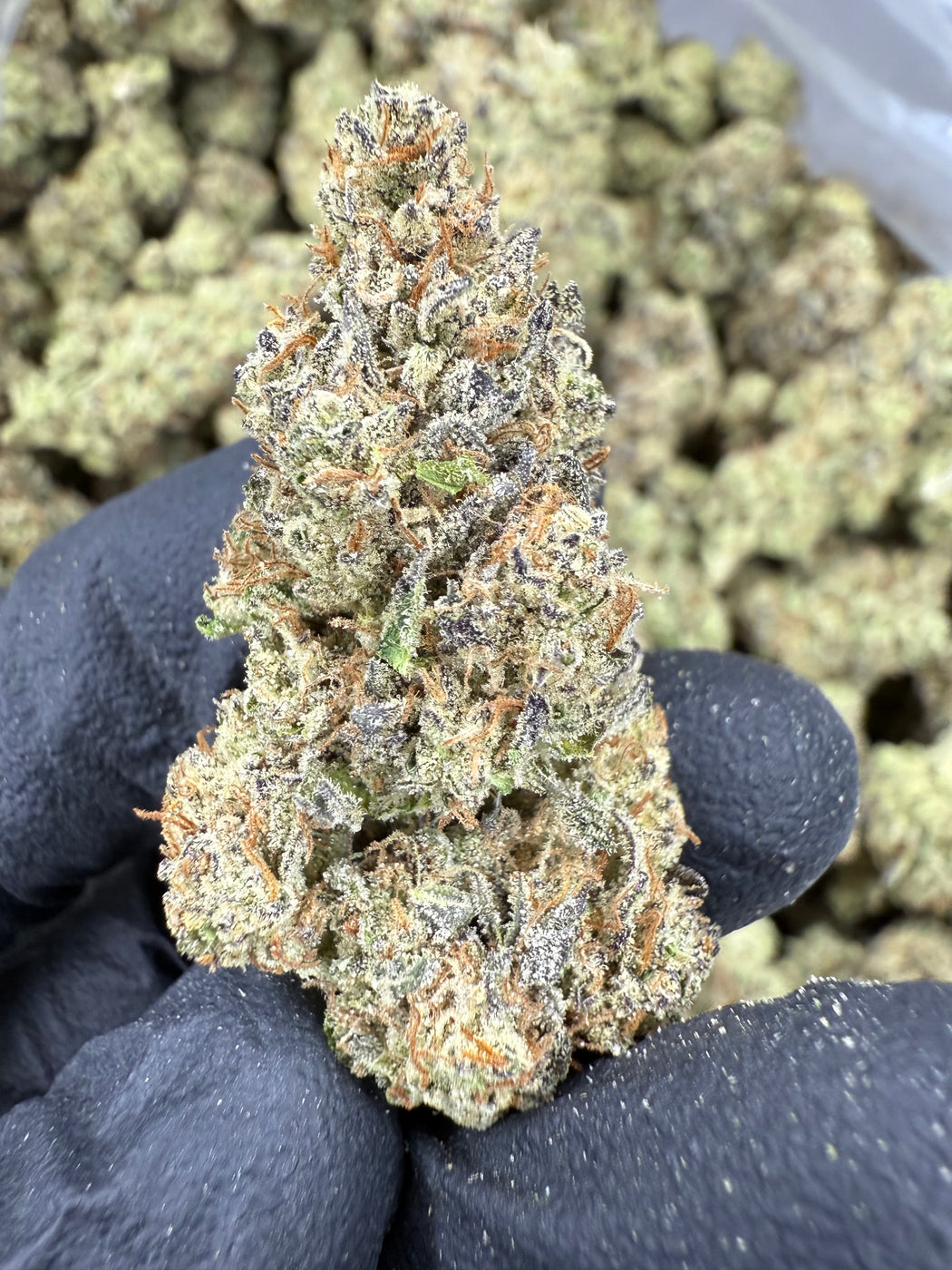 GovernMint Oasis - THCA BULK FLOWER - AA INDOOR