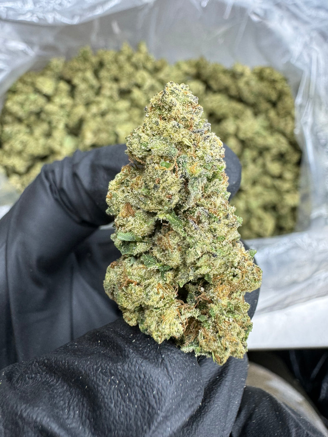 White Runtz- THCA BULK FLOWER - TOP SHELF