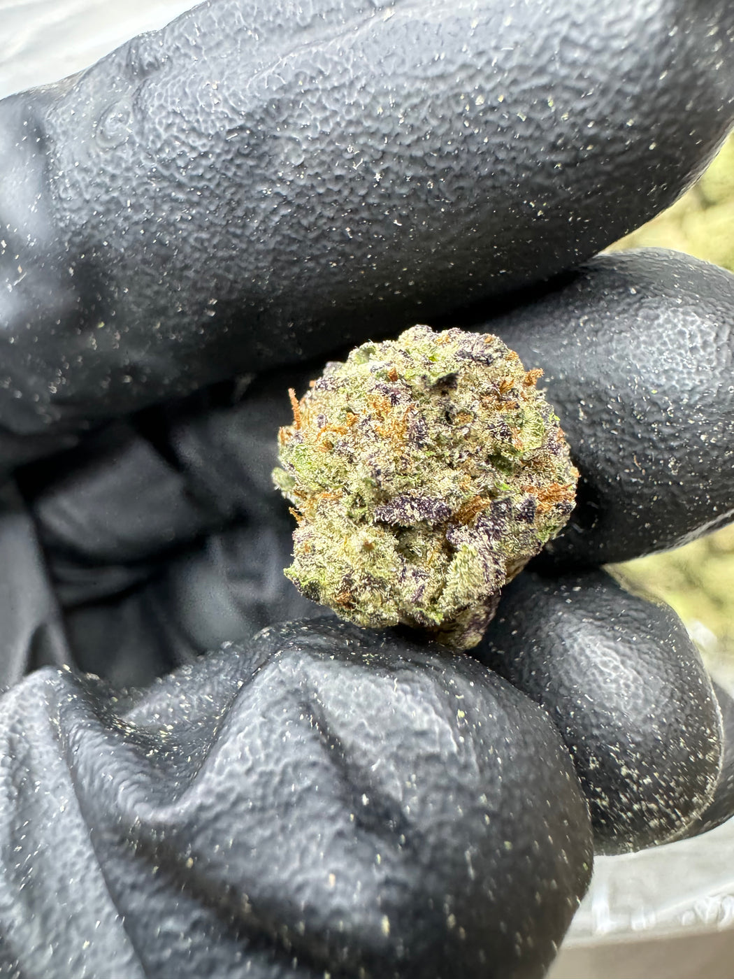 Gaz Money - THCA BULK FLOWER - AA INDOOR