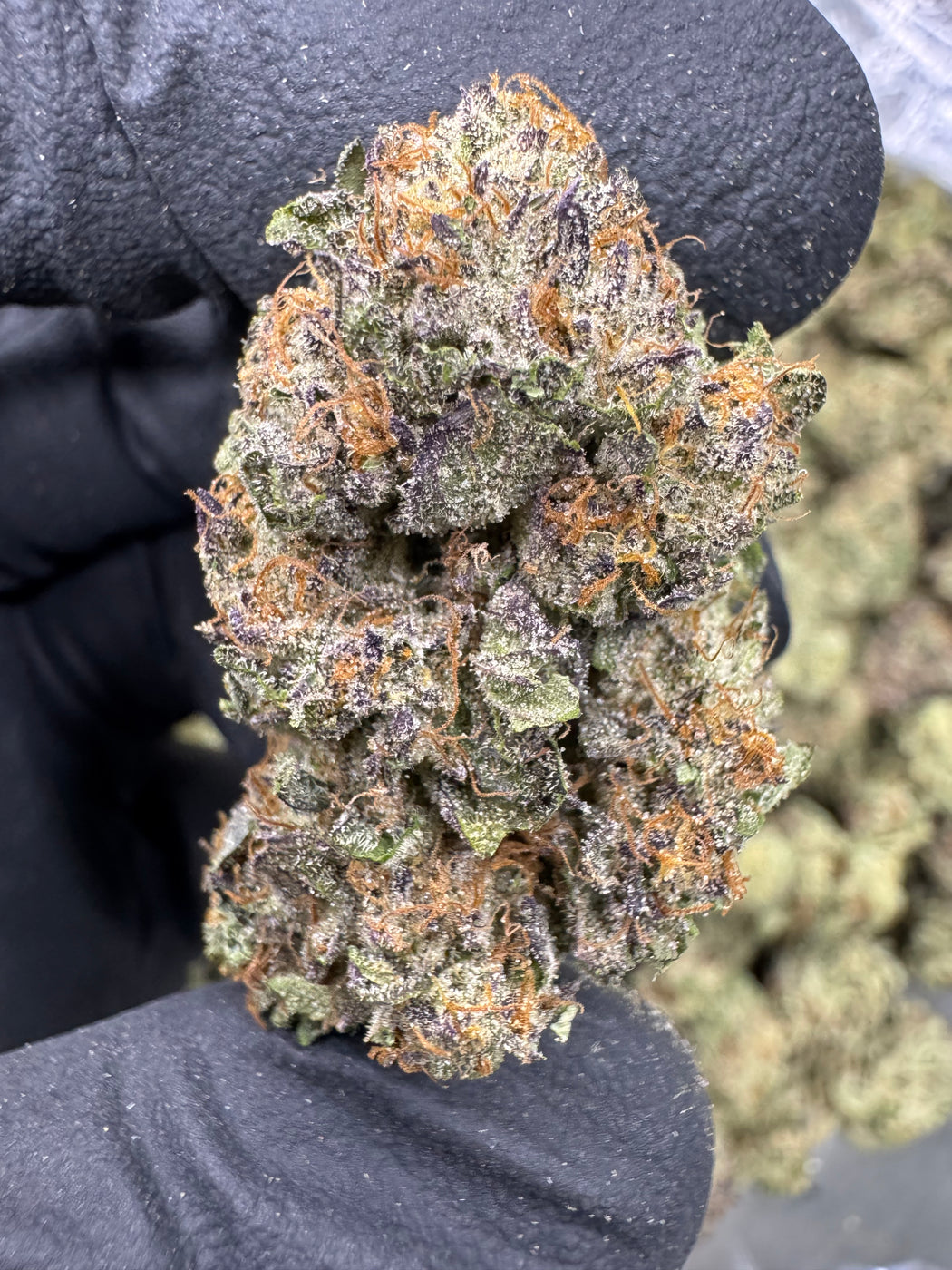 Ice Cream Cake - THCA BULK FLOWER - AA INDOOR