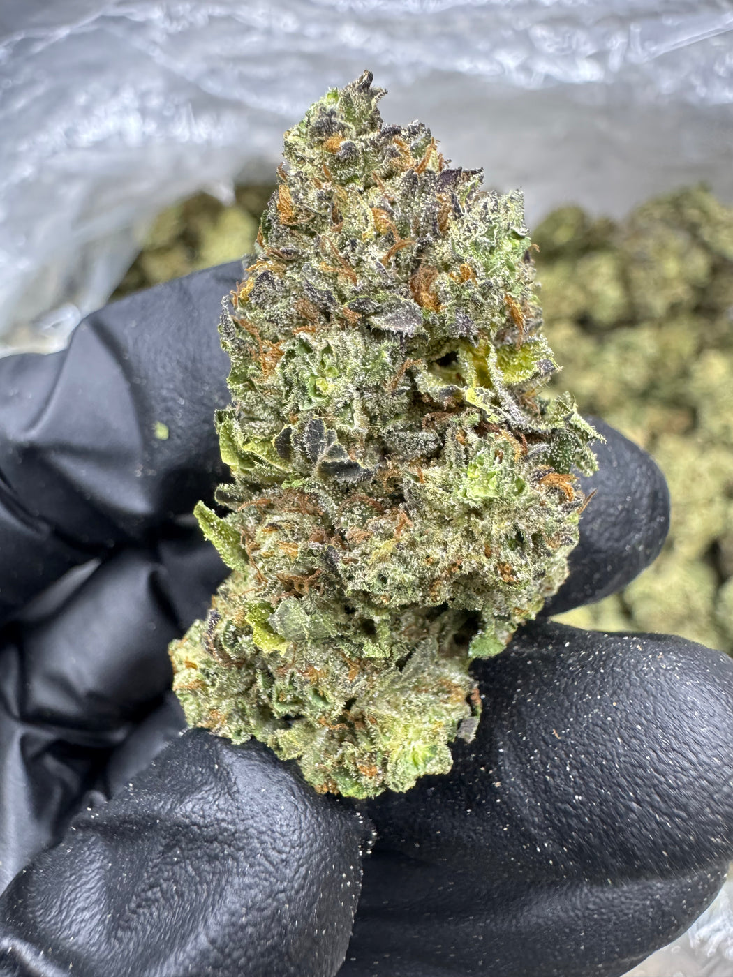 Insane Pound Cake- THCA FLOWER - TOP SHELF