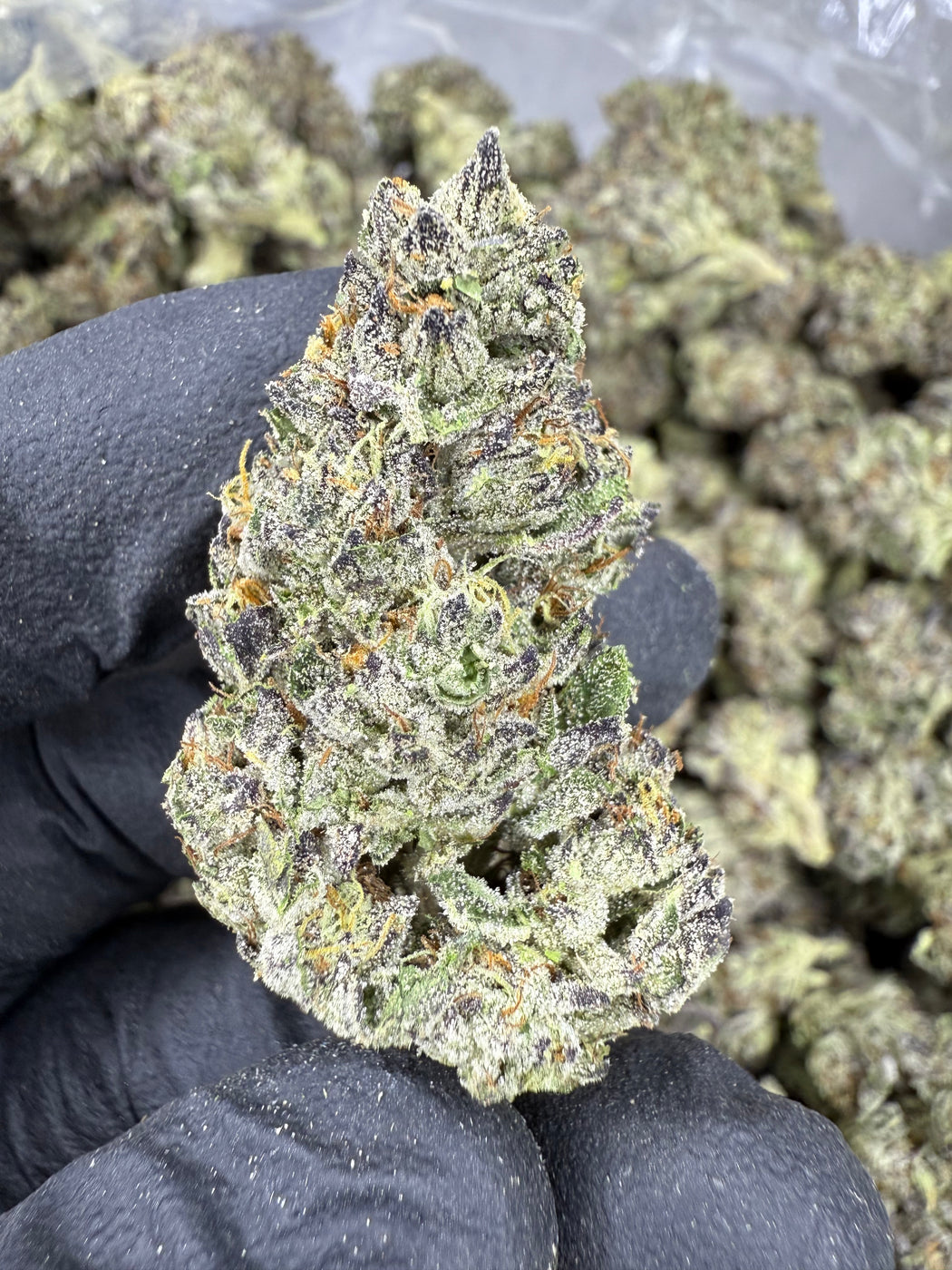 Italian Ice - THCA BULK FLOWER - AA INDOOR