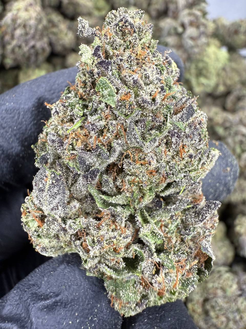 Layer Cake - THCA BULK FLOWER - AA
