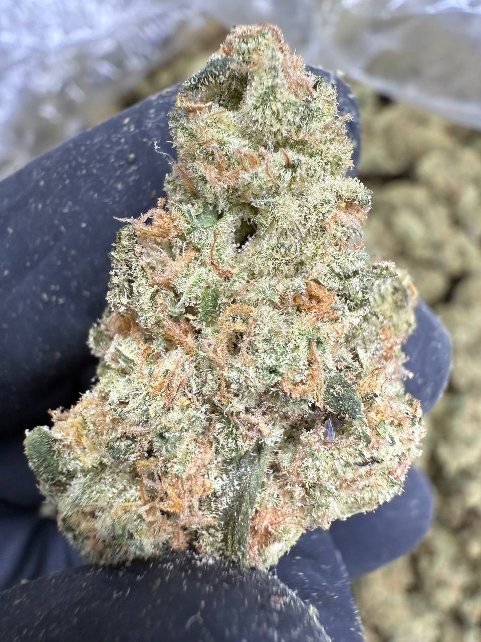 Mule Fuel - THCA FLOWER - EXOTIC INDOOR