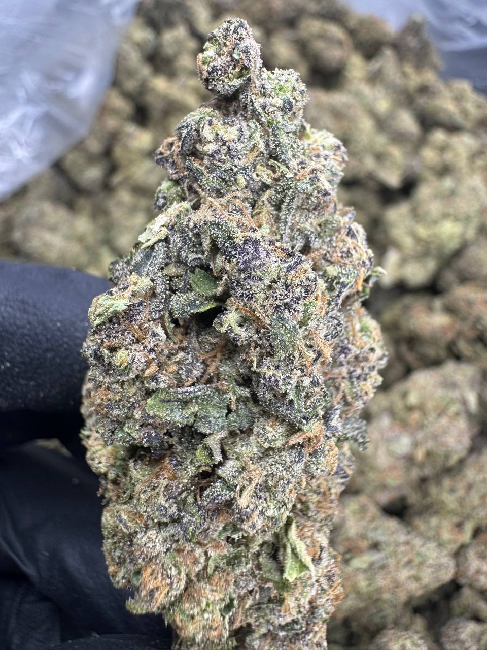 Permanent Marker - THCA BULK FLOWER - TOP SHELF