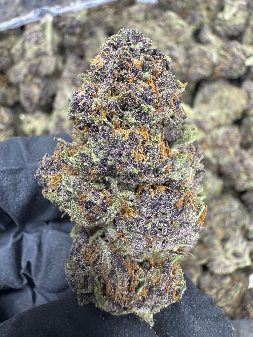 Tropicana Cherry - THCA BULK FLOWER - TOP SHELF