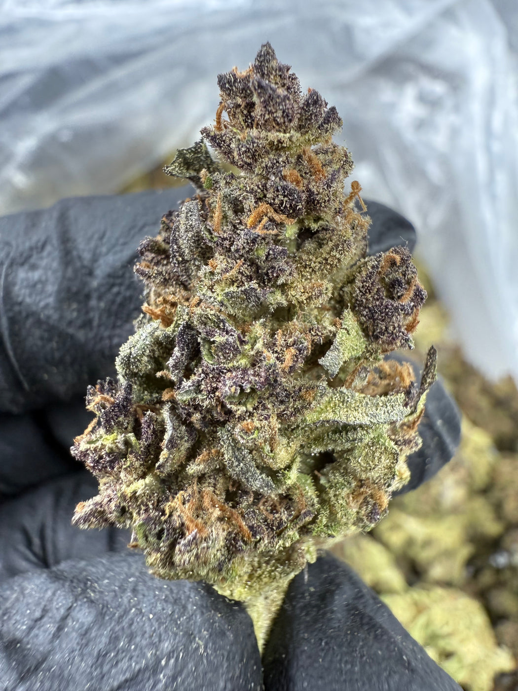 Tropicana Cherry - THCA BULK FLOWER - CLASSIC RESERVE