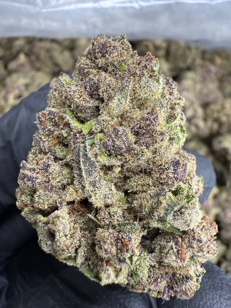 Tropicana Cookies - THCA BULK FLOWER - AA INDOOR