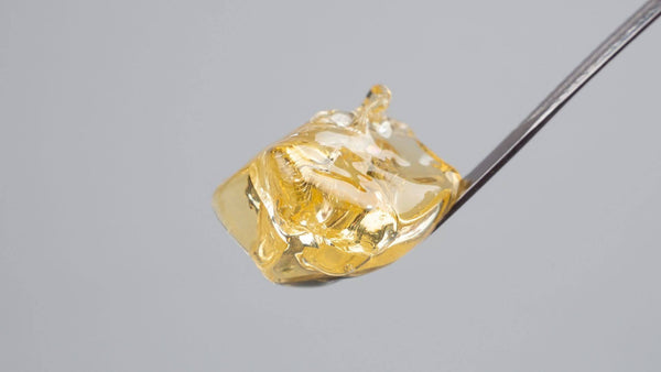 Golden hash rosin concentrate on a dab tool, a solventless cannabinoid extract.