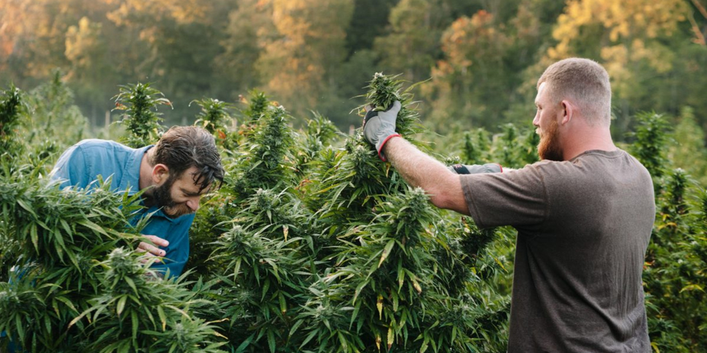 Pinene-Rich Cannabis Strains for Focus & Clarity | Gold Canna