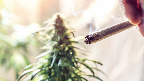 How THCA Flower Is Made