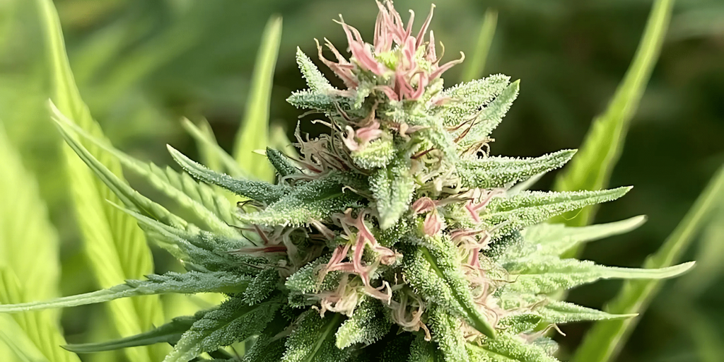 Indoor Vs Outdoor Weed