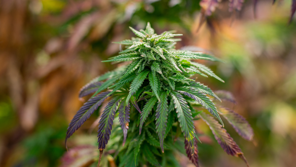 Is THCA Flower Sprayed?