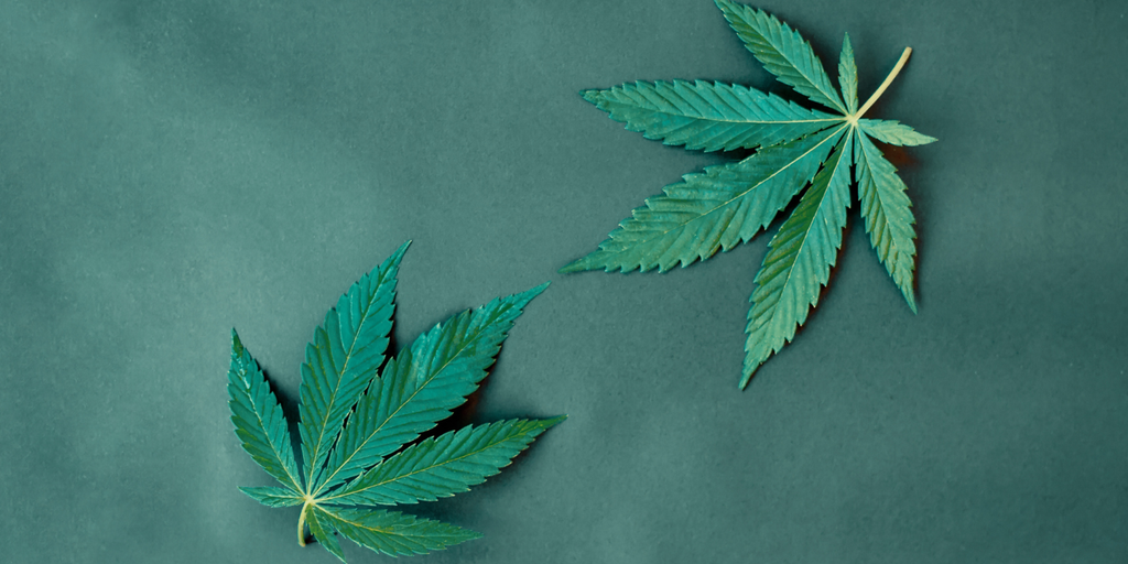Is THCA Like CBD? Key Differences Between THCA and CBD Explained