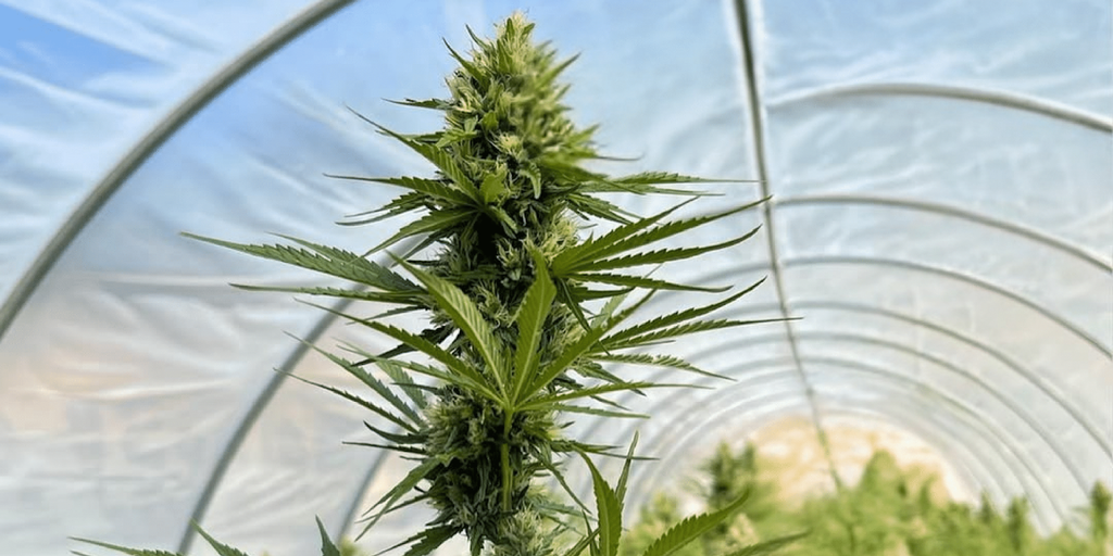 Is THCP Stronger Than THCA?