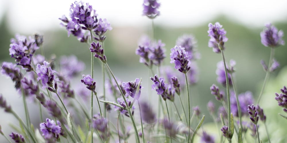 TERP TALK - Linalool: The Cannabis Terpene with Calming Effects