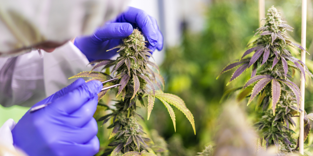The Growth of the Cannabis Industry: An Outlook for 2024