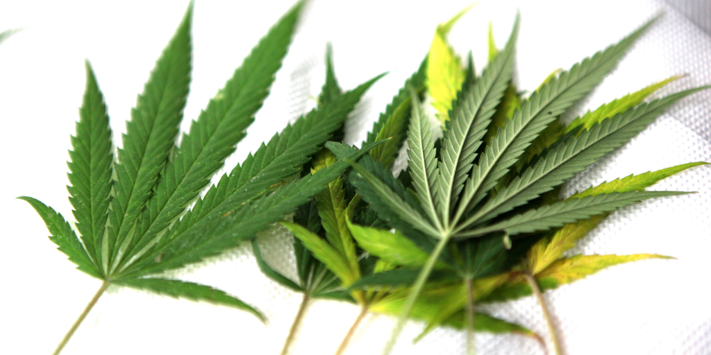 What Are the Top 10 Strongest Strains? A Guide to Potency