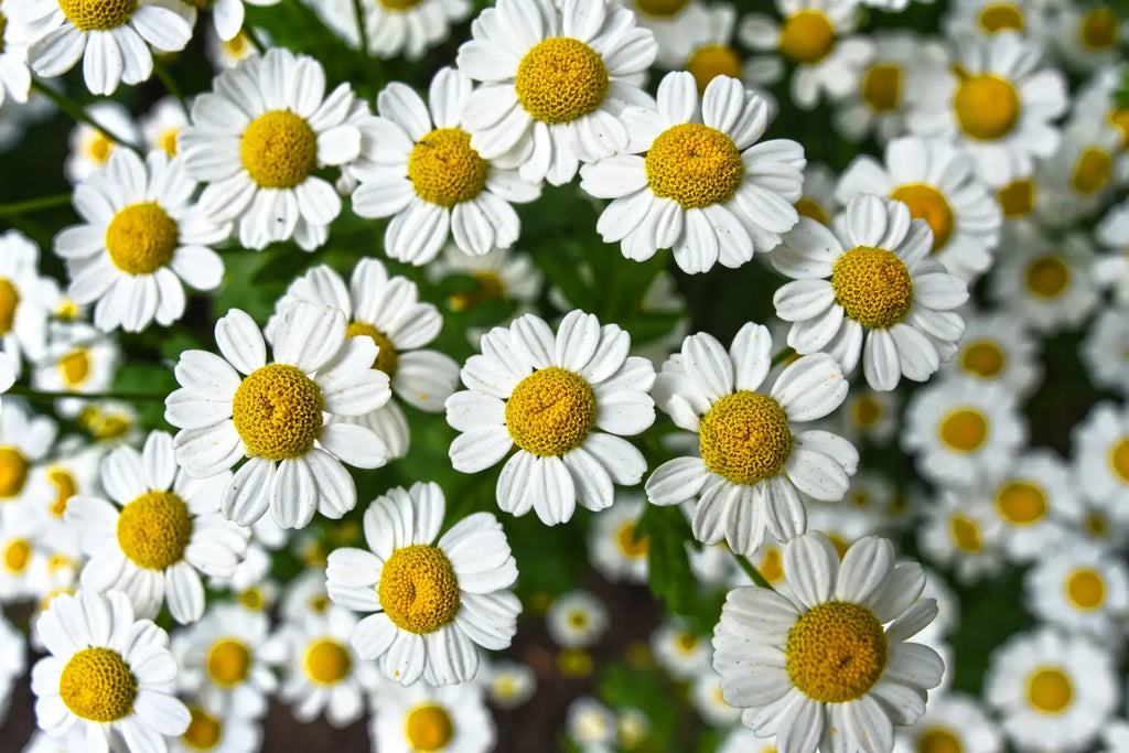 Alpha-Bisabolol: The Soothing Terpene Found in Cannabis