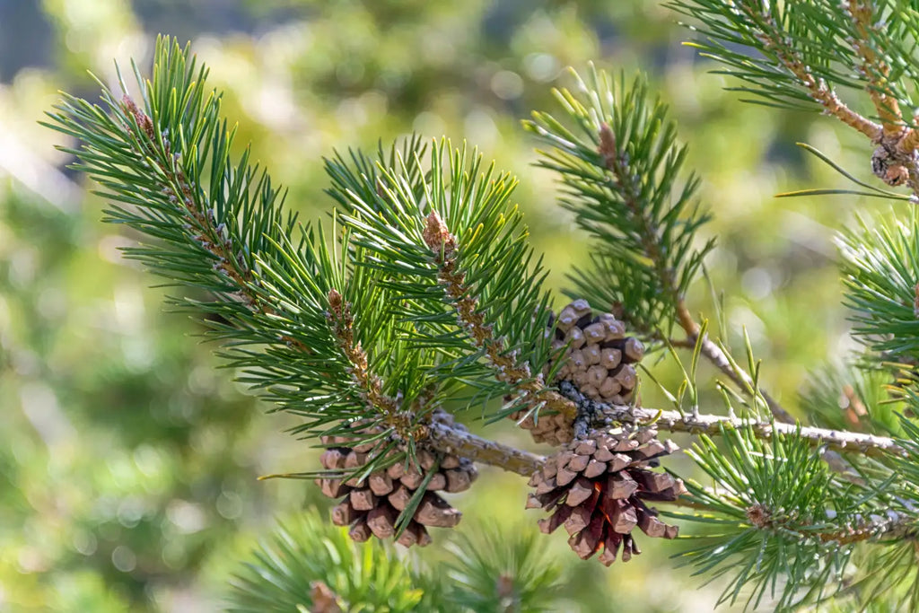 Alpha Pinene: The Cannabis Terpene with Potential Health Benefits