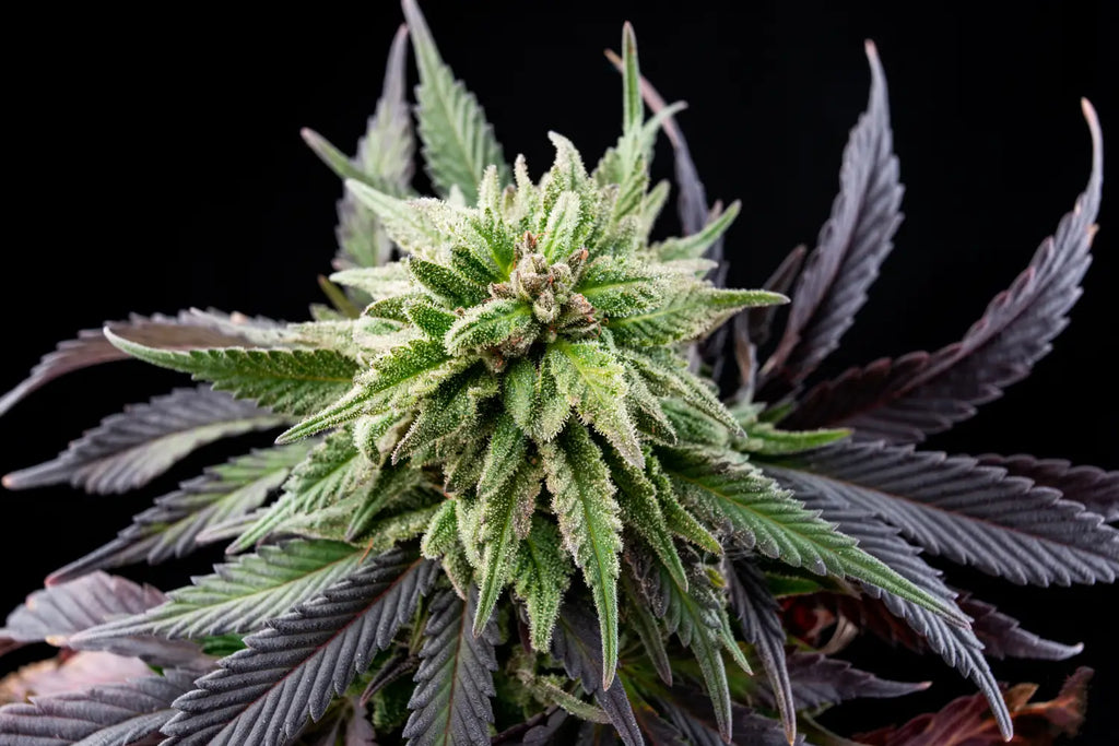 Best New Strains of 2023