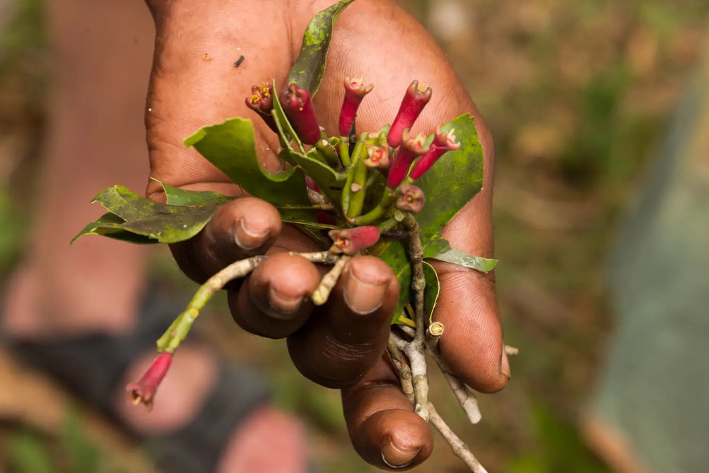 Beta-Caryophyllene: The Cannabis Terpene with Potential Therapeutic Effects