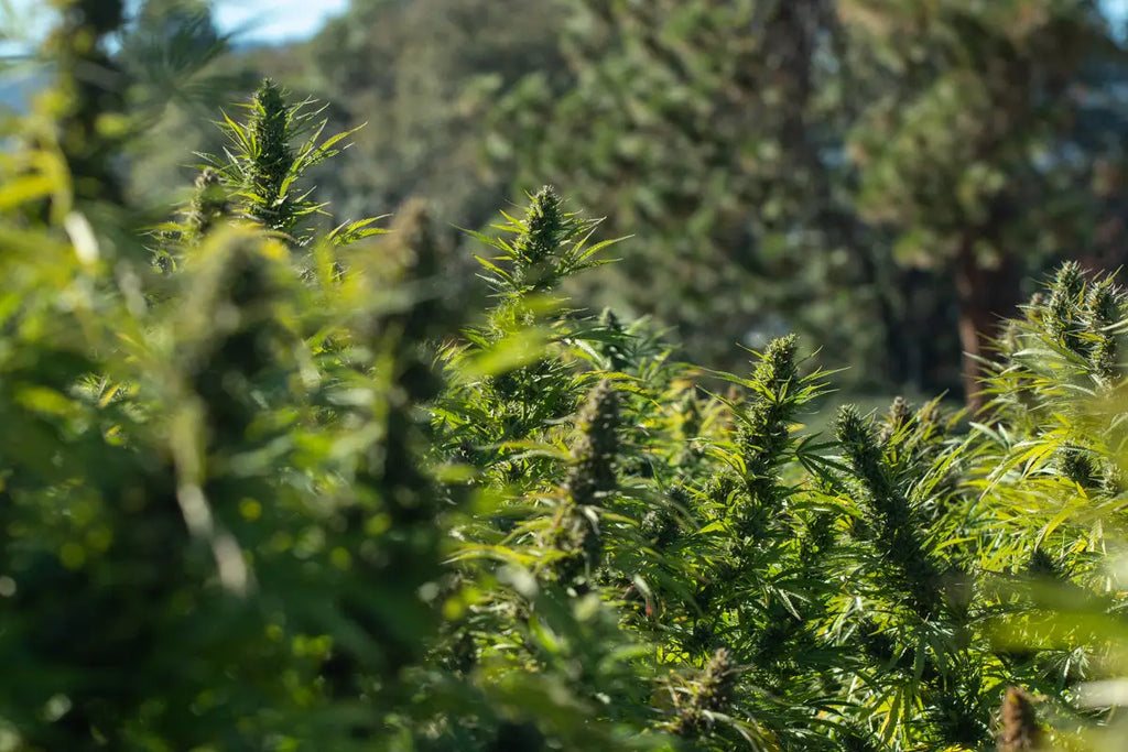 Does Hemp Flower have THC?