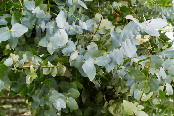 Eucalyptol: The Cannabis Terpene for Cognition