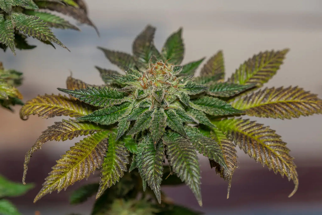 Exploring Exotic Bubba Kush Strains of Hemp